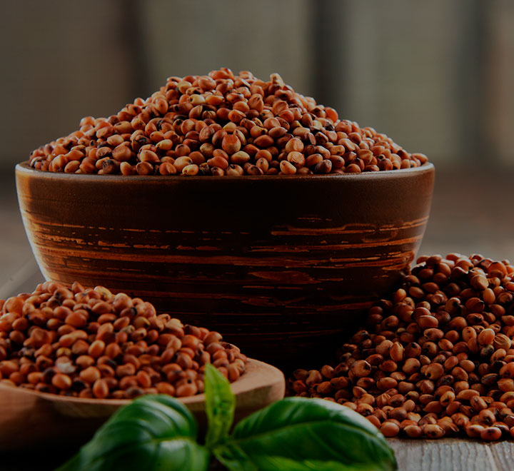 Sementes de Sorgo